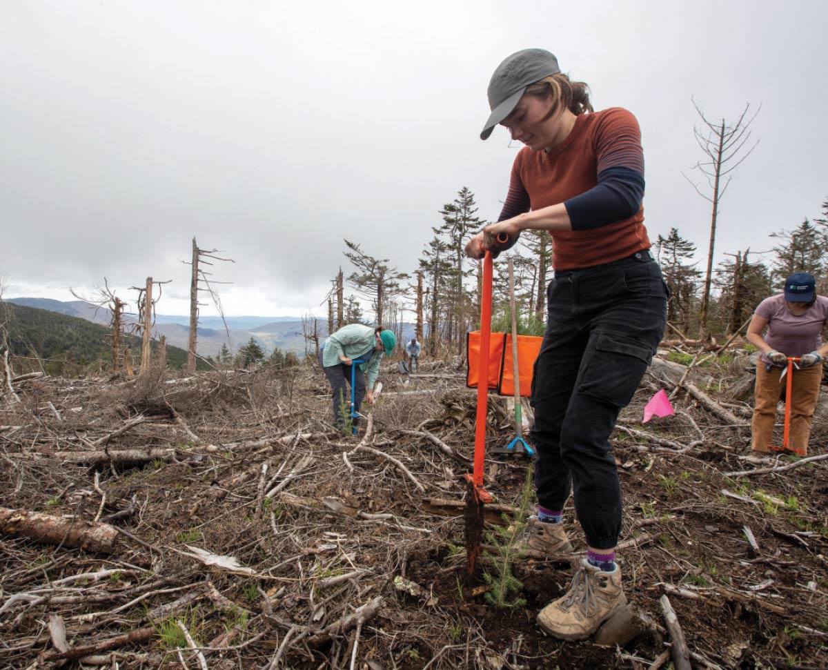 Volunteers use specialized planting bars to plant tree seedlings on a cleared mountain slope under a cloudy sky.