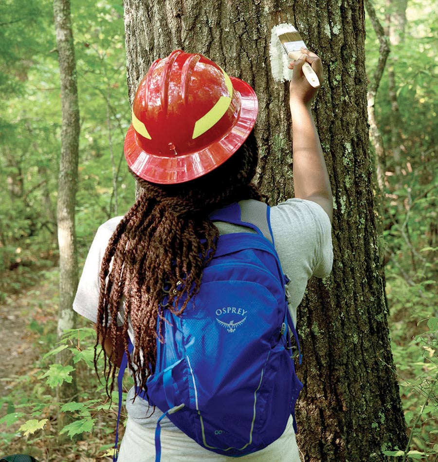 An arborist wearing a red hard hat paints a white trail marker on a tree trunk.