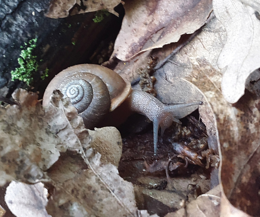 A close-up shot of a small land snail moving among damp, brown forest floor leaves.