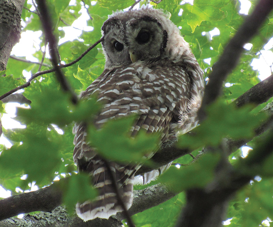 A barred owl perched quietly on a tree branch, partially framed by bright green leaves.