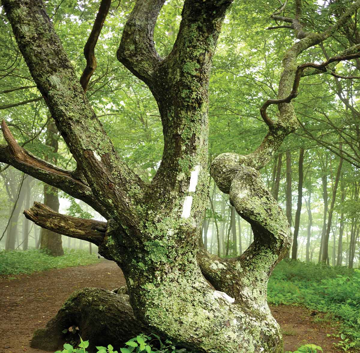 A gnarled, mossy old tree with twisting branches standing beside a foggy forest trail.