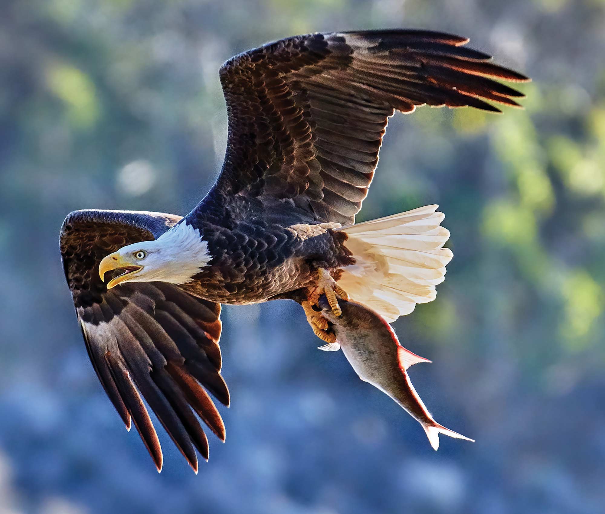 A striking, close-up action photograph of a bald eagle in mid-flight carrying a freshly caught fish in its talons against a blurred, natural background.
