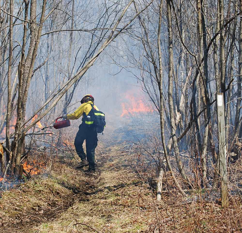 Wildland firefighter using a drip torch to conduct a prescribed burn in a forest.